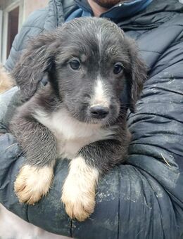 Gaelic möchte deine Welt erobern - Steinhagen (Nordrhein-Westfalen)