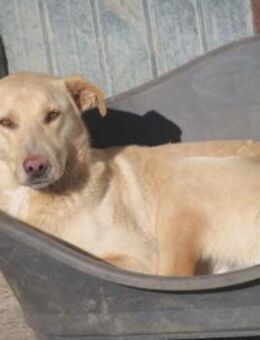 Paul ist eine liebe Seele 🐾 - Elsdorf (Nordrhein-Westfalen)