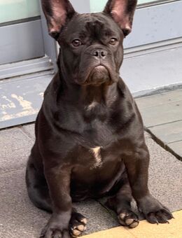 Französische Bulldogge Hündin/Welpe - Detmold