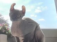 Shpinx Katzen - Vlotho Zentrum