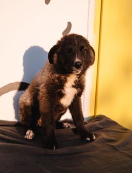 Frohnatur Bepa - Ellerbek