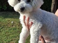 Bichon Frise Welpe Rüde reinrassig mit Ahnentafel - Jacobsdorf