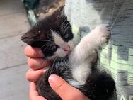 Kitten, Katze, Kater, Babykatzen - Verl