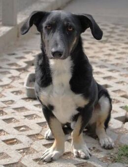 Der kleine Harris ist ein feiner Kerl! - Karben