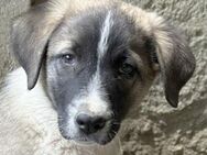 Oreo, geb. ca. 02/2025, GRIECHENLAND - Euskirchen
