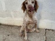 Traum Spaniel Mickey sucht# - Essen