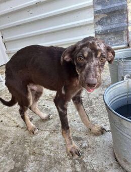 Sky Armer Junghund sucht sein Zuhause - Neuberg