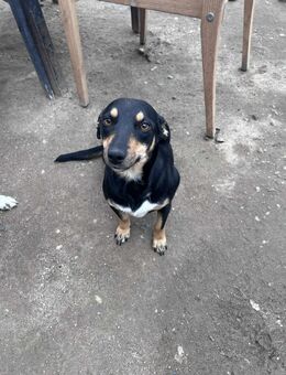 Carla wünscht sich ein Zuhause (vermutl Dackelmix) - Leipzig