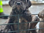 Cane Corso Old Englisch Bulldog Welpe - Heilshoop