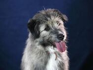 Süßer Smoky sucht liebe Familie - Dittelbrunn