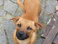 Joschi - fröhlicher Lausbub - Höchst (Odenwald)