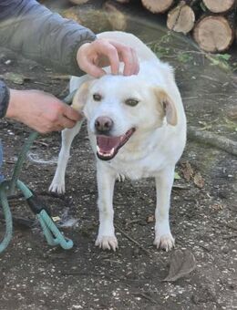 Zarte sehr soziale sanfte LAURA sucht♥️‼ - München