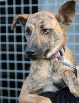 Kiwi - fröhlich u. zutraulich - Lohra