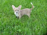 Hübsche Chihuahua suchen ein zuhause - Dresden