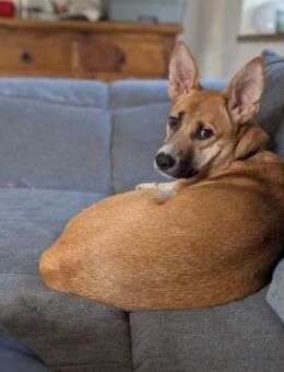 Lustige Bibi sucht ihre Couch ;) - Mannheim