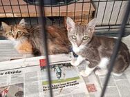 Flora und Lilly aus dem Tierschutz - Grevenbroich