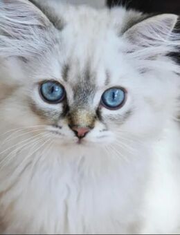 British Langhaar Kitten sofort abzugeben - Hamburg