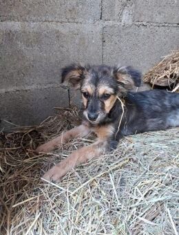 💕Jemma💕 sucht ihr großes Glück ❤️🐾 - Freilassing