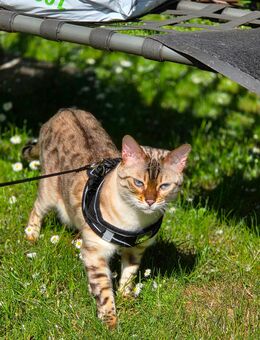 Bengal Kater - Odelzhausen