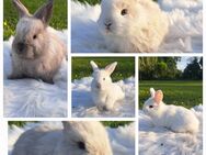 Kaninchen minilops Hasen Löwenkopf Löwenköpfchen Babys Zwergkaninchen - Geldern