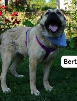 Bertha Unsere Bärin mit Herz sucht ... - Kissing