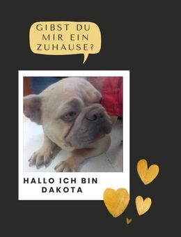 DAKOTA PP sie sucht ihr Lieblingsmensch - Neustadt (Rübenberge)