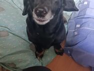 Liebe kleine Pupi sucht ein Zuhause ❤️ - Großefehn