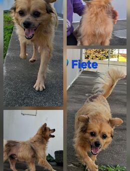 Fiete - ein charmanter Oldie - Höchst (Odenwald)