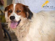 Rocco sucht ein liebevolles Zuhause - Neuss