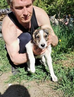Schüchterne Runa❤️sucht liebe Menschen - Rott (Inn)