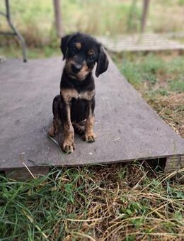 Milo - Herzenshund sucht ❤️❤️❤️Mensch - Grevenbroich