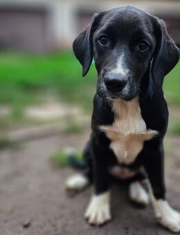 Labrador Mischling Kira sucht ihre neue Familie - Ollendorf