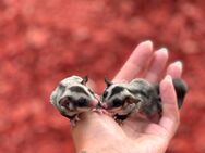 Suger Glider (Flughörnchen) - Nordenham