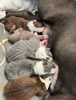 Boston Terrier Welpen - Damme Zentrum