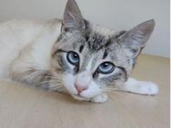 Volcan - bildschöner Thai-Siamese - Wilhelmsfeld