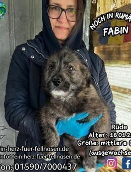 FABIN - hat noch 5 Geschwisterchen - Waakirchen