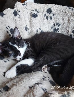 Katzen Babys - Gelsenkirchen