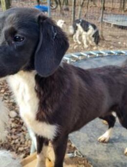 Flavia wünscht sich liebevolle Familie - Schwabach