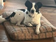 Familienhund Frodo sucht seine Menschen - Rohrenfels