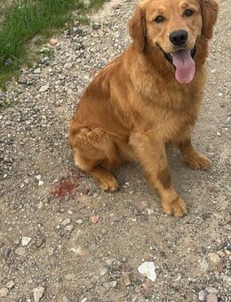 Dark golden RetrieverDeckrüde - Düren
