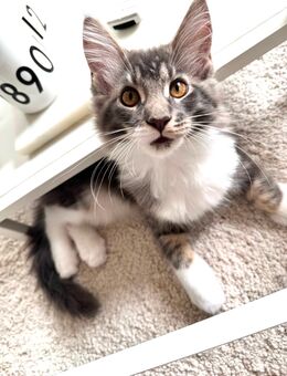 Reinrassiges Maine Coon Mädchen - Aue