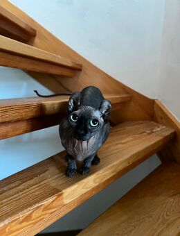 Sphynx Elfe Liebevolle Katze abzugeben - Vellahn