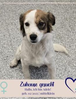 Adele sucht Kuscheleinheiten - Philippsburg