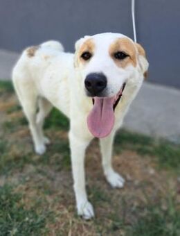 Snow-White ist sanft, ruhig, gelassen - Mettmann