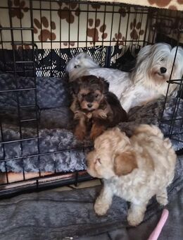Maltipoo Babys - Weilerswist