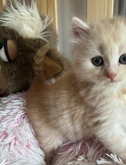 Typvolle BLH und BKH Mix Kitten - Massenbachhausen