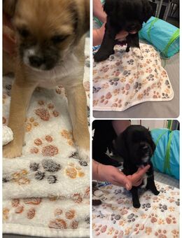 Malti-Pug-Welpen: Unsere kleinen Glücksbringer suchen ein liebevolles Zuhause! - Oberhausen