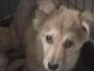ARON 💚💚💚 Süßes Hundekind - Bad Karlshafen