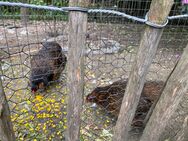 2 Araucaner Hannen kostenlos abzugeben - Bochum Günnigfeld