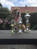 Deckrüde Beagle in 49565